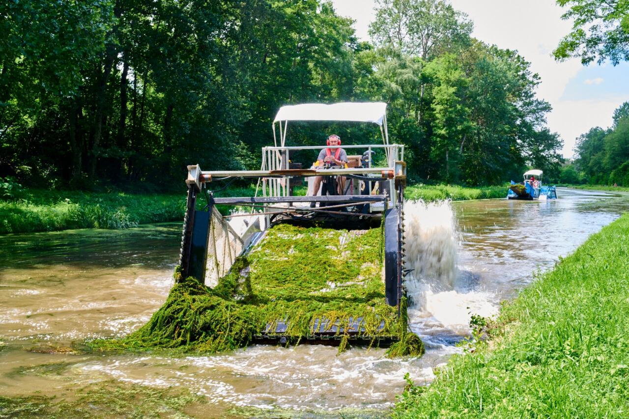 Plantes envahissantes sur les canaux et rivières en Bourgogne